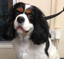 Dog Grooming Motherwell